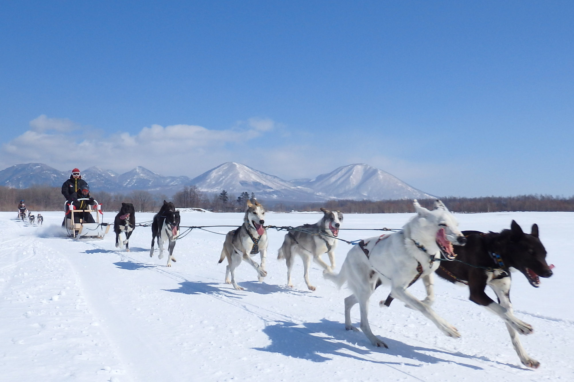 犬ぞりツアー〉十勝平野の大雪原をたっぷり1時間走る犬ぞりツアー - 【公式】HOTEL NUPKA ホテル ヌプカ 北海道・帯広 ー  とかちの大自然と街を旅するふたつのホテル